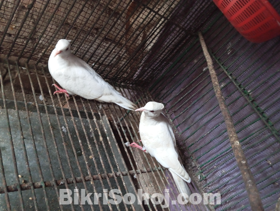 চুইটাল ঘুঘু সেল হবে